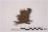 藏品(小廣蕚蘚)的圖片